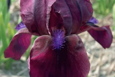 fleurs: iris