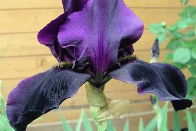 fleurs: iris