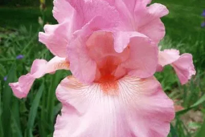 fleurs: iris