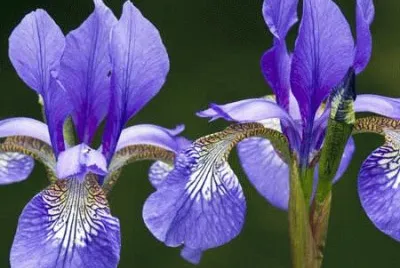 fleurs: iris