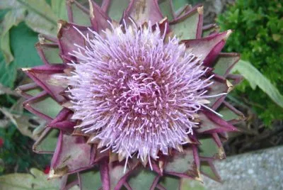 fleur d 'atichaut