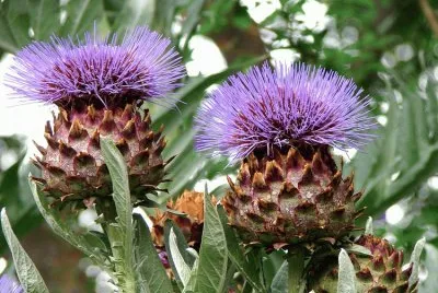 fleurs d 'artichaut