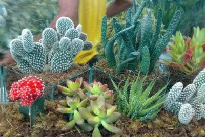 31 Cactos