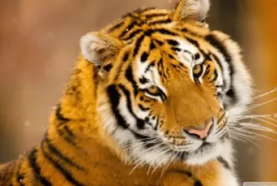 Tigre