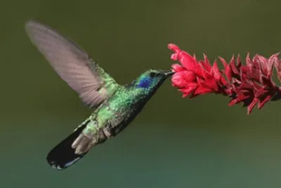 ColibrÃ­ con flor