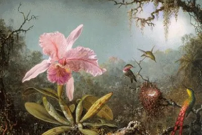 ColibrÃ­ dibujo