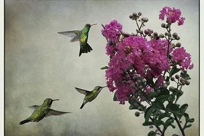 ColibrÃ­ dibujo 2