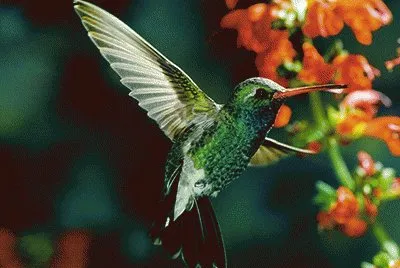 ColibrÃ­ con flor 4