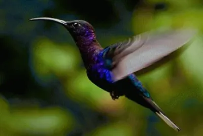ColibrÃ­ azul