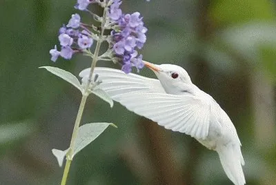 ColibrÃ­ blanco 2