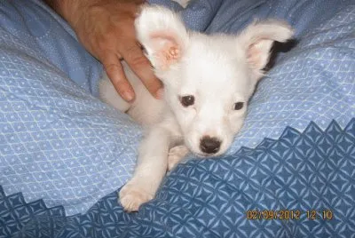 Tango chiquitin