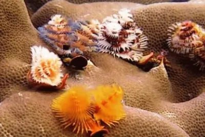 under the sea