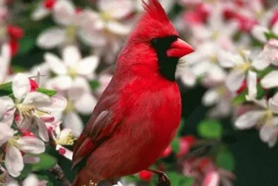 aves del mundo jigsaw puzzle