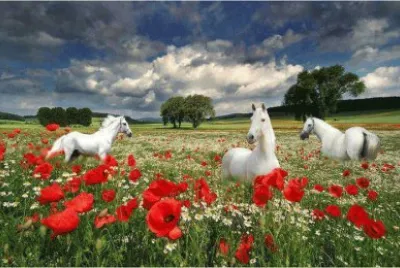 animais jigsaw puzzle