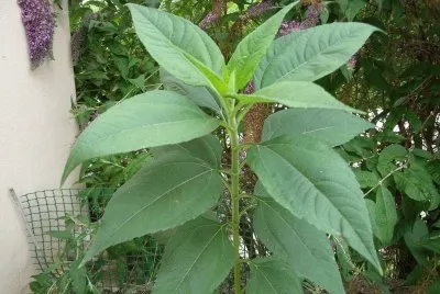 plante de topinambour