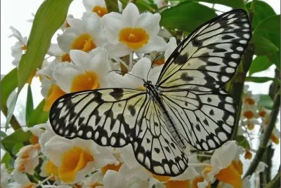 פאזל של Cabbage White