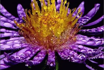 פאזל של Purple Flower