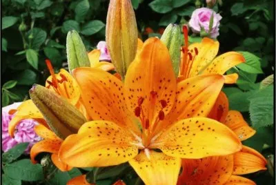 פאזל של Lillies