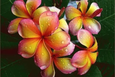 פאזל של Yellow Flower