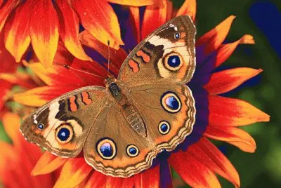 פאזל של Butterfly