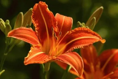 פאזל של Beautiful Flower