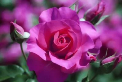 פאזל של Rose