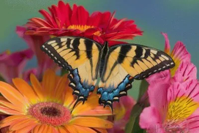 פאזל של Gerbera 's and Butterfly