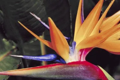 פאזל של Bird of Paradise Flower