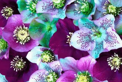 פאזל של Heliborus Flower