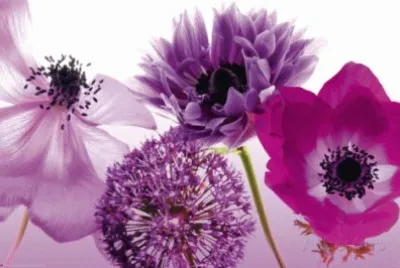 Purple Summer