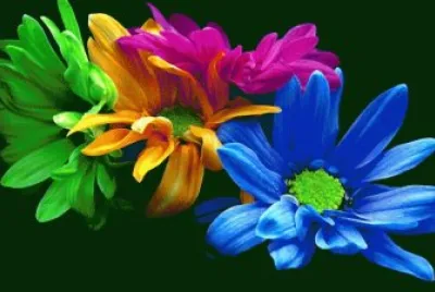 Colorful Flowers