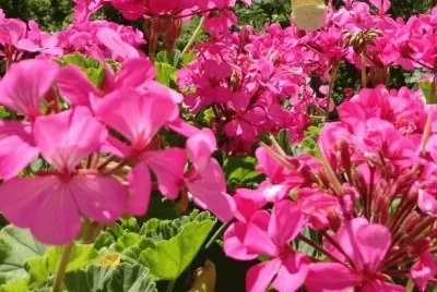 flores