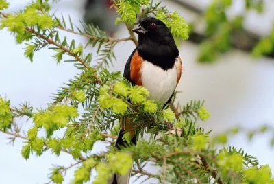 Bird