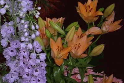 Flors