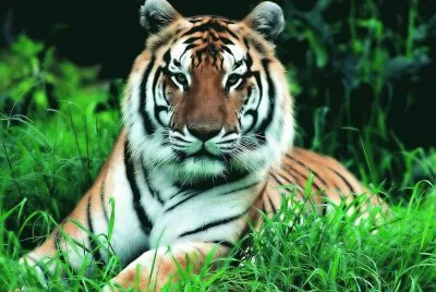 ANIMALES HERMOSOS jigsaw puzzle