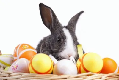 Conillet de Pascua