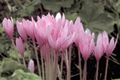 colchiques