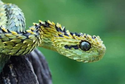 cobra
