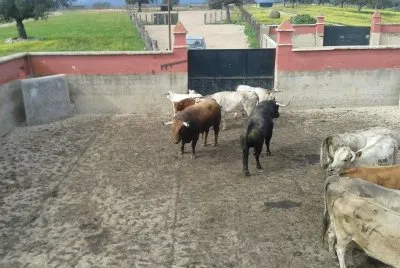 toros1
