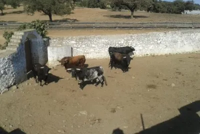 toros5