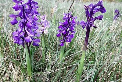 orchis