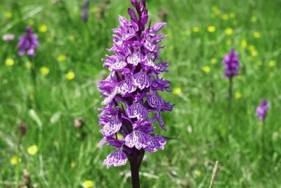 orchis