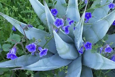Desert Bluebells