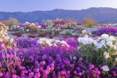 Nature Flowers Mojave Desert California