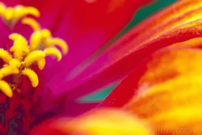 Whirligig Zinnia