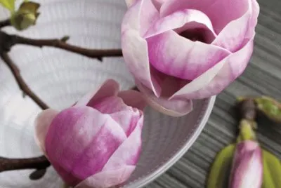 Magnolia on a Bowl