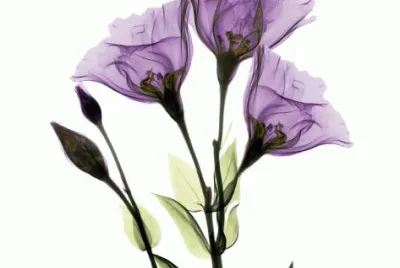Purple Gentiaan