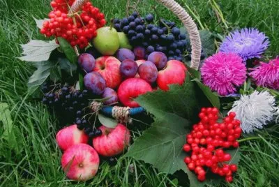 Fruit and Flowers