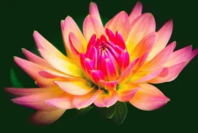 Beautilful Dahlia