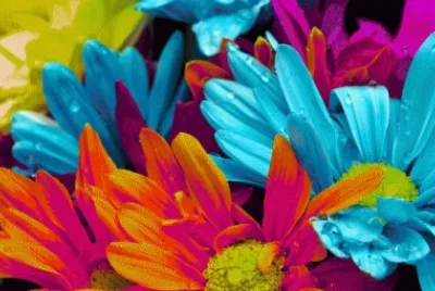 Colorful flowers